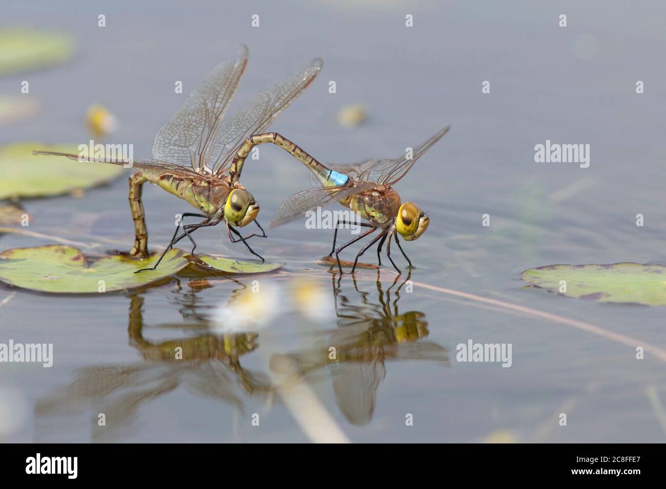 Dragonfly dell'imperatore vagante, imperatore Vagrante (Anax ephippiger, Hemianax ephippiger), uova in tandem che depongono su Nymphoides peltata, Olanda, Noord-Brabant Foto Stock