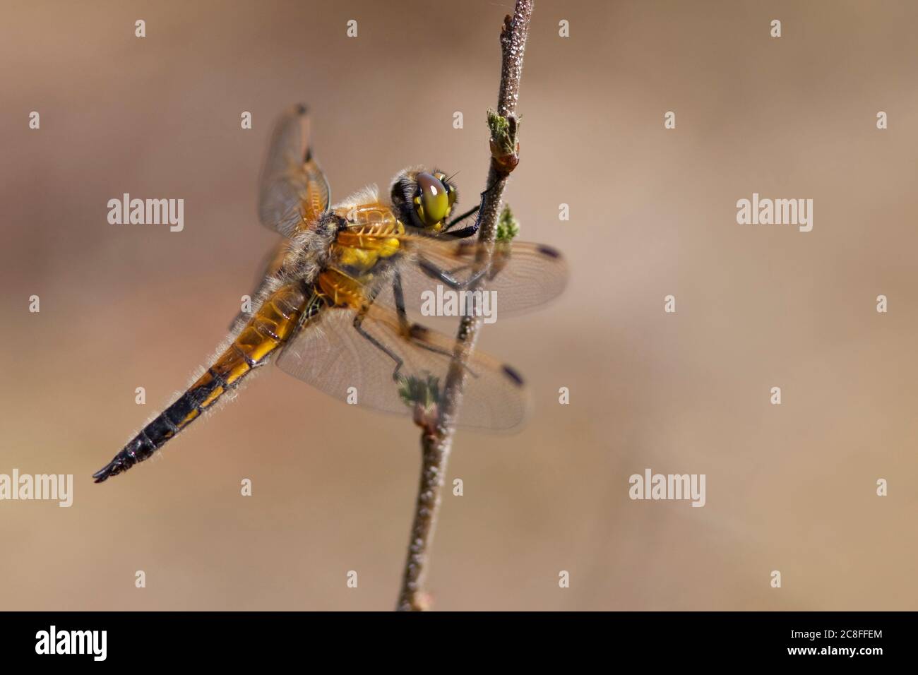 libellula a quattro punti, Chaser a quattro punti, quattro punti (Libellula quadrimaculata), uomo adulto che riposa su una giovane betulla, Olanda, Noord-Brabant, Hatertse Vennen Foto Stock