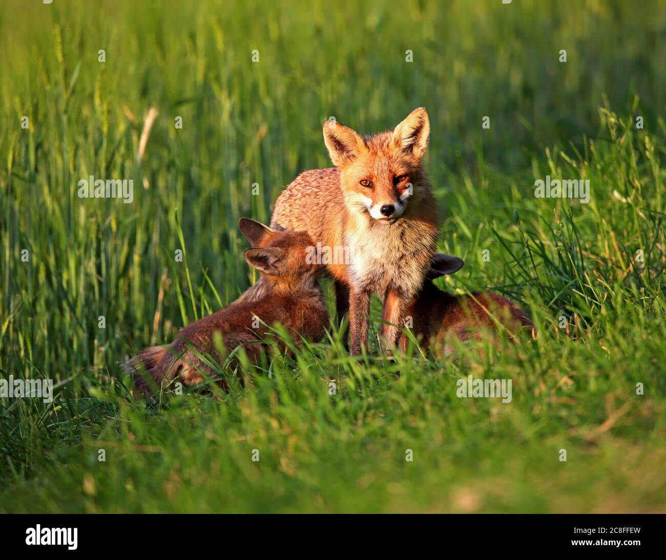 Volpe rossa (Vulpes vulpes), vixen che allatta due cuccioli di volpe in un prato al bordo di un campo di grano, Germania, Sassonia Foto Stock