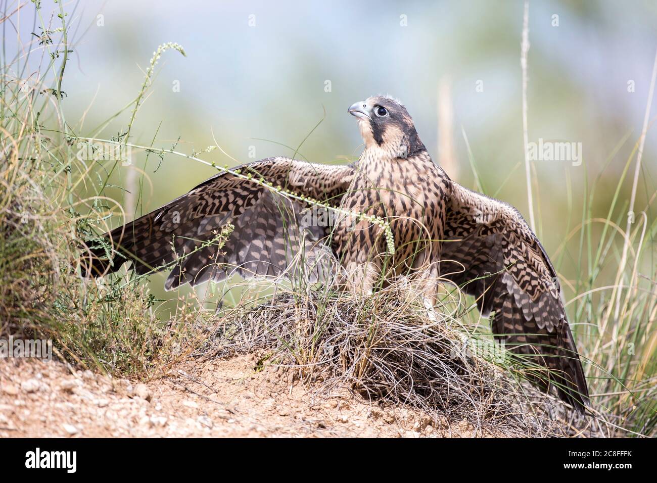 Falco peregrino mediterraneo (Falco peregrinus brookei, Falco brookei), uccello giovane che percia con ali distese a terra, vista frontale, Spagna Foto Stock