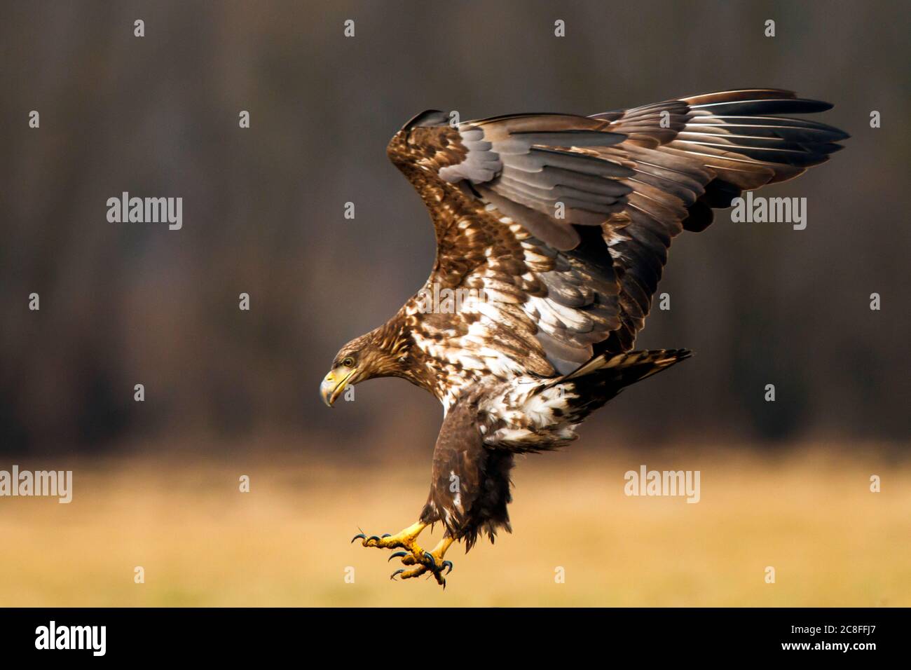 Aquila di mare dalla coda bianca (Haliaetus albicilla), atterraggio di uccelli immaturi a terra, vista laterale, Polonia, Kutno Foto Stock