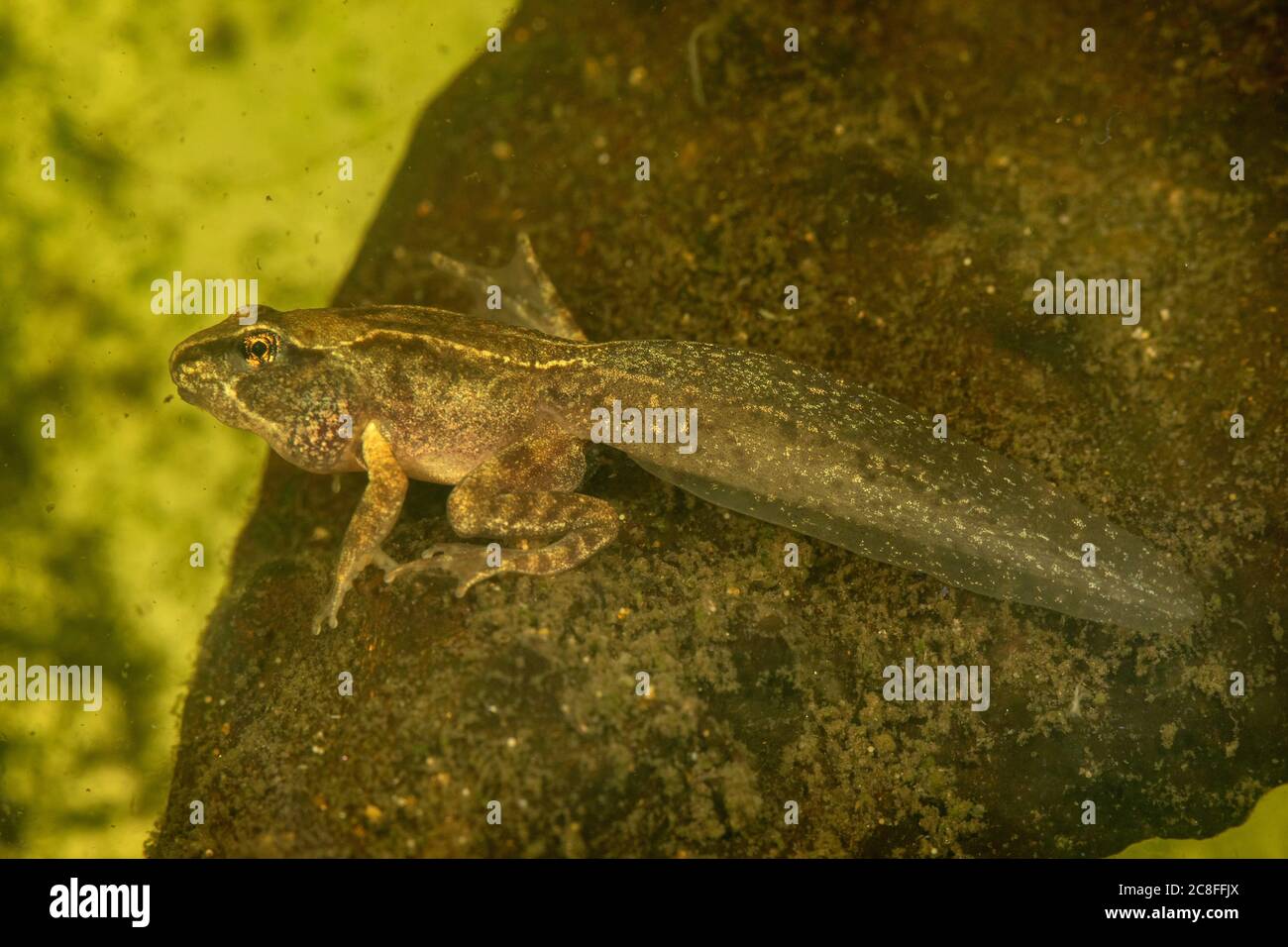 Rana comune, rana d'erba (Rana temporaria), tadpole a quattro zampe, Germania Foto Stock