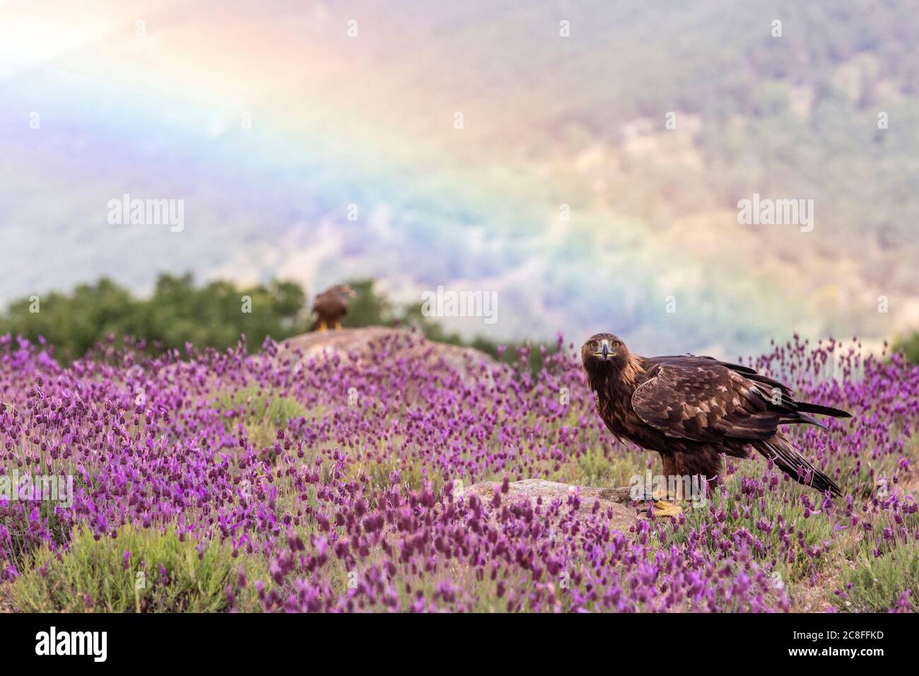 Aquila orlata (Aquila chrysaetos), che percorre tra i lavanda a terra, arcobaleno sullo sfondo., Spagna Foto Stock