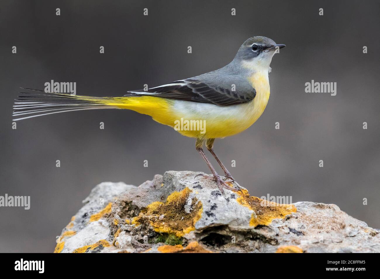 Gray wagtail (Motacilla cinerea), adulto arroccato su una roccia, Italia, Renai di Signa Foto Stock