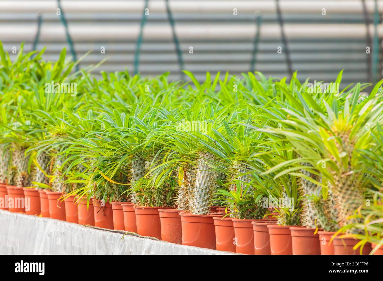 Crescita di diverse specie di cactus in serra Foto Stock Crescita di diverse specie di cactus in serra Foto Stock