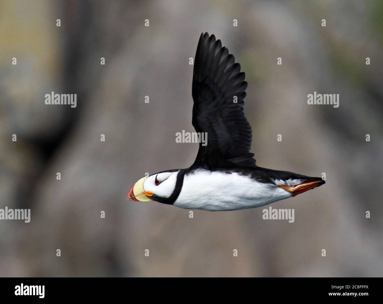 Puffin cornuto (Fratercla corniculata), Adulti in volo, USA, Alaska Foto Stock