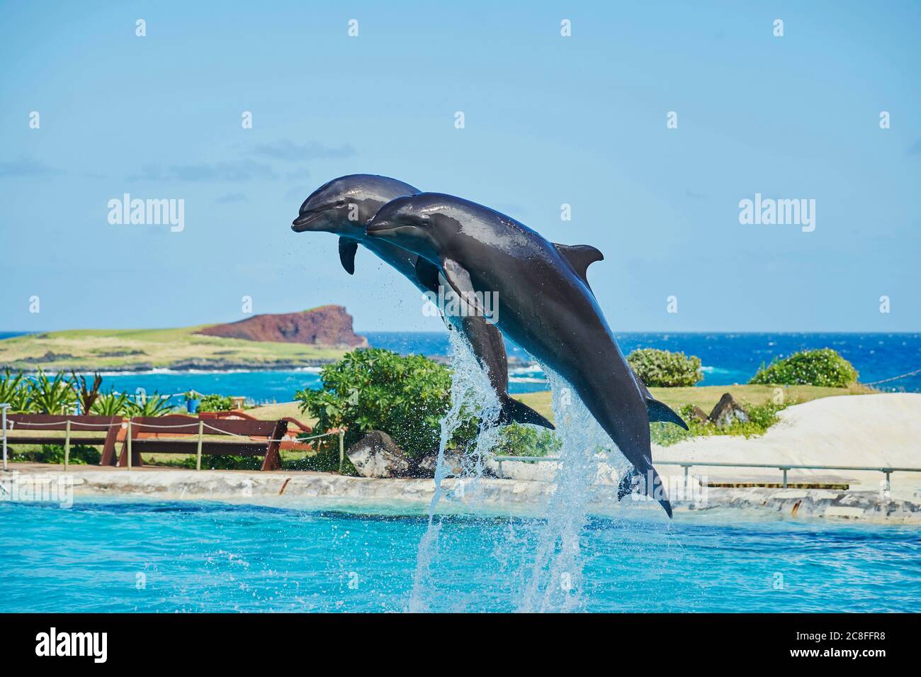 Delfino imbottito, delfino comune a naso a bottiglia (truncatus Tursiops), due delfini che saltano fuori dall'acqua in un delfinario, vista laterale Foto Stock