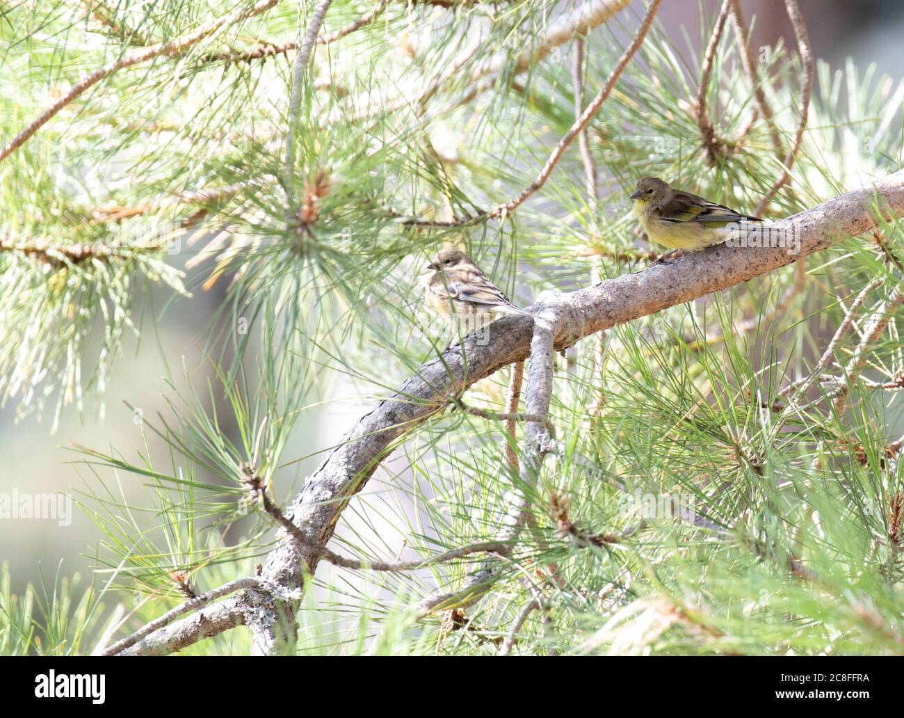 Finca corsa, finca di citril corsa, finca mediterranea di citril (Carduelis corsicana, Carduelis corsicanus, Serinus corsicana), due finche corsa sedute su ramo in un pino nella foresta di montagna, Francia, Corsica Foto Stock