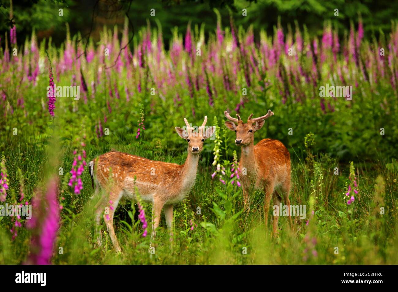 Daino (Dama dama, Cervus dama), giovane stag di fava in velluto in piedi su una radura con guanti di volpi fioriti, Germania, Sassonia Foto Stock