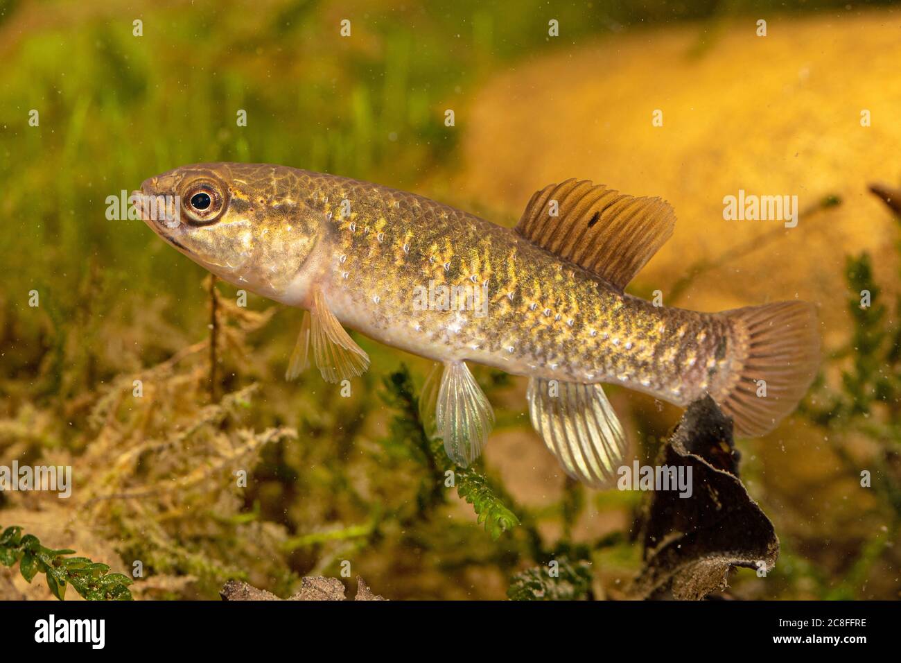 Mudminnow americano (Umbra limi), maschio Foto Stock