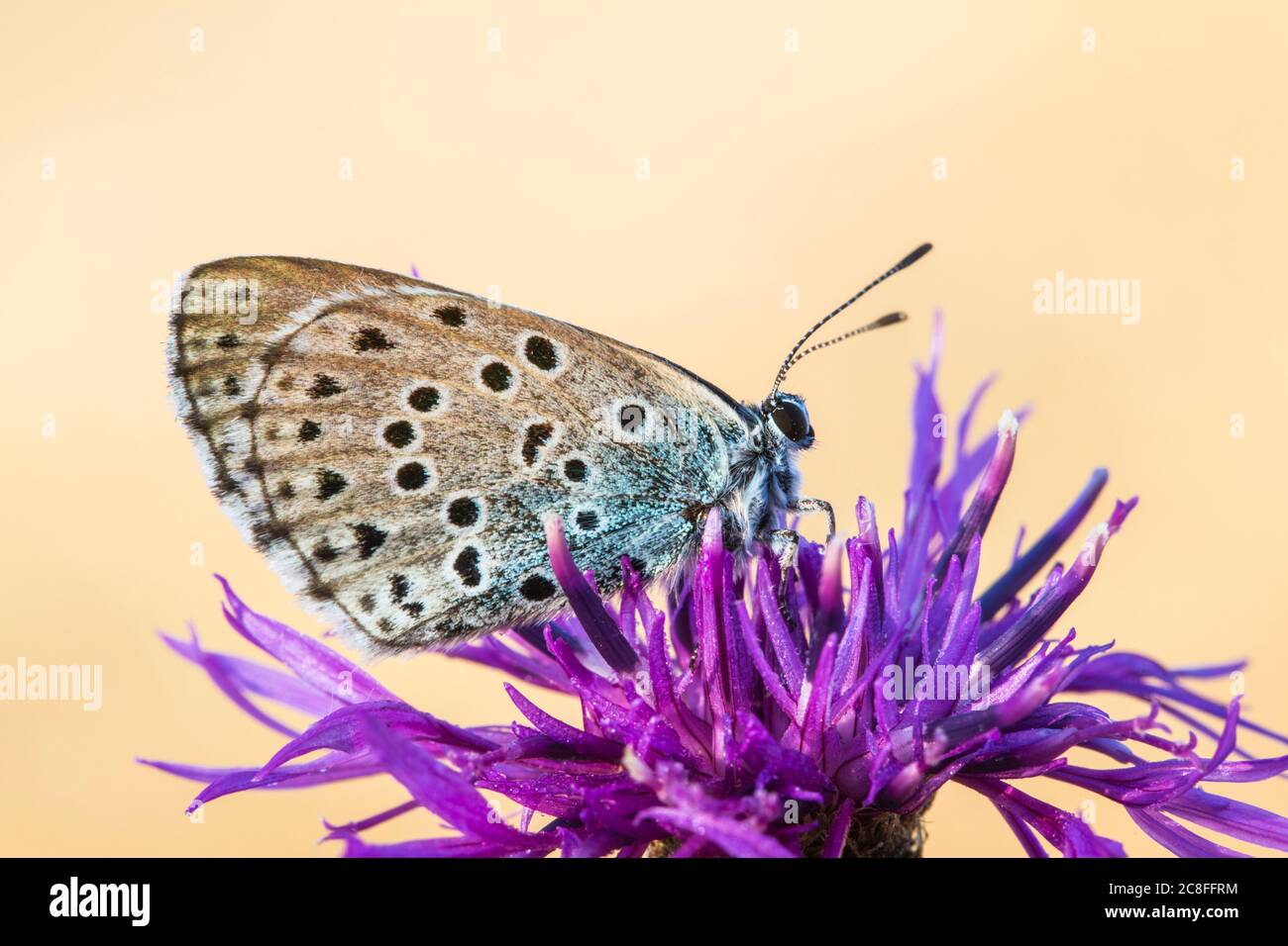 Grande blu (Phengaris arion, Maculinea arion, Glaucopsyche arion), seduta su un perenne fiore di mais, vista laterale, Germania, Nord Reno-Westfalia Foto Stock