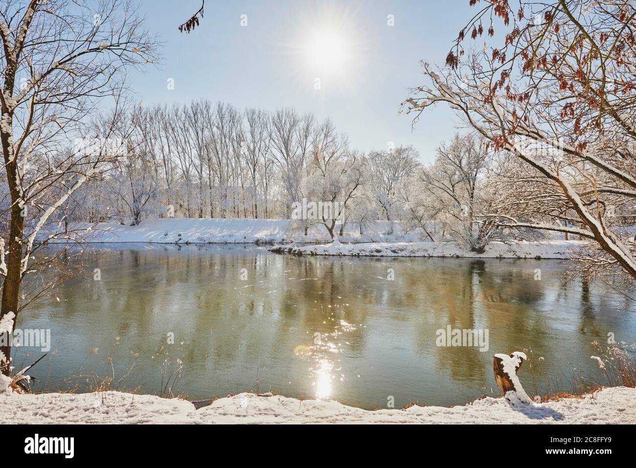 Danubio con alberi innevati in inverno, Germania, Baviera, Ratisbon Foto Stock