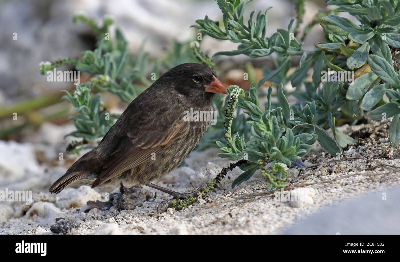 Fringuello a becco affilato (Geospiza difficile), in piedi sul terreno, Ecuador, Isole Galapagos, Genovesa Foto Stock