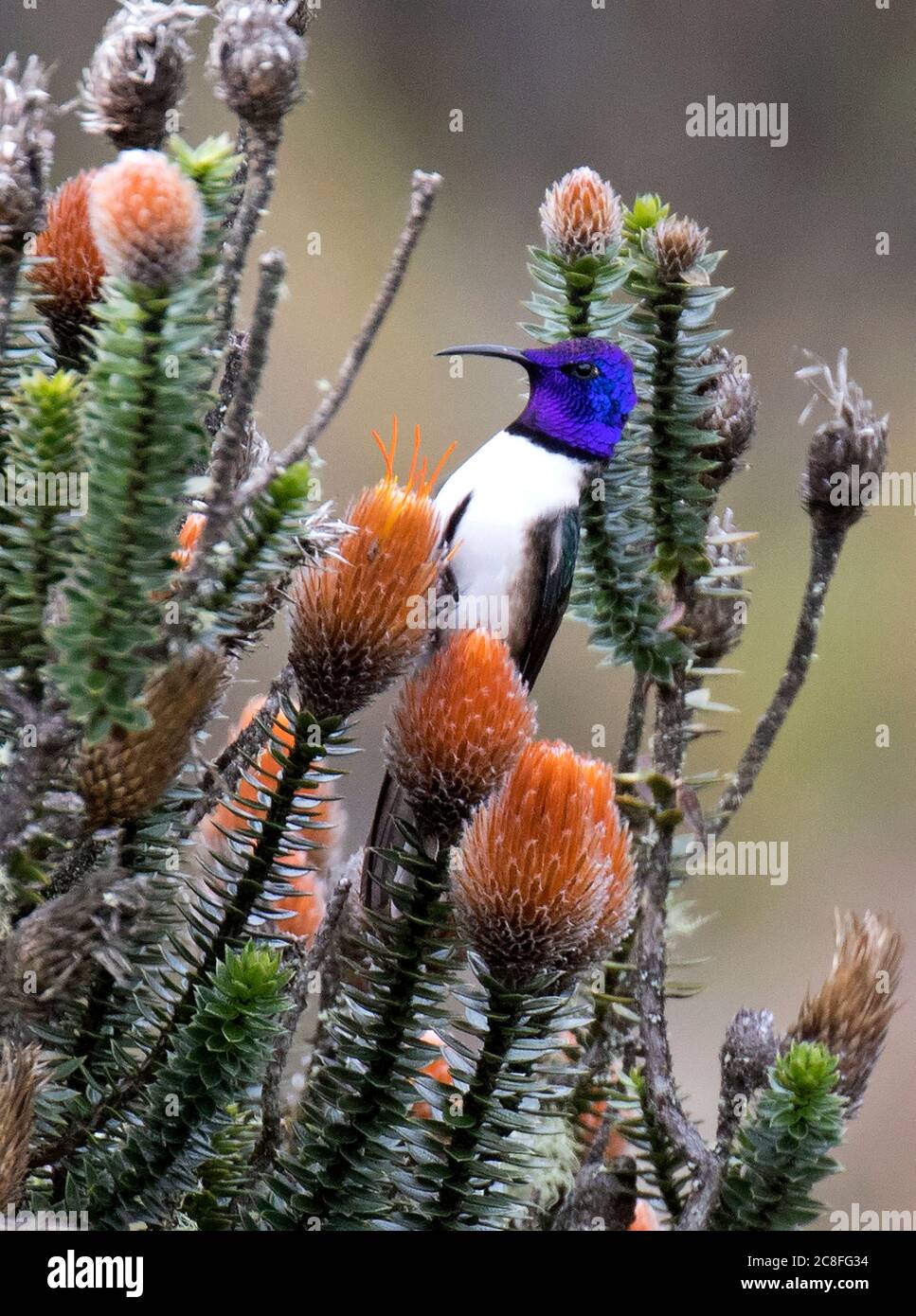 Hillstar ecuadoriano (Oreotrochillus chimborazo), foraggio maschile su fiori arancioni dell'arbusto di Chuquiraga negli altopiani di Paramo, Ecuador Foto Stock