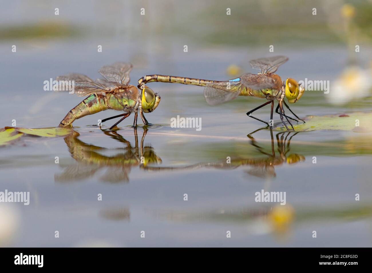 Dragonfly dell'imperatore vagante, imperatore Vagrante (Anax ephippiger, Hemianax ephippiger), uova in tandem che depongono su Nymphoides peltata, Olanda, Noord-Brabant Foto Stock