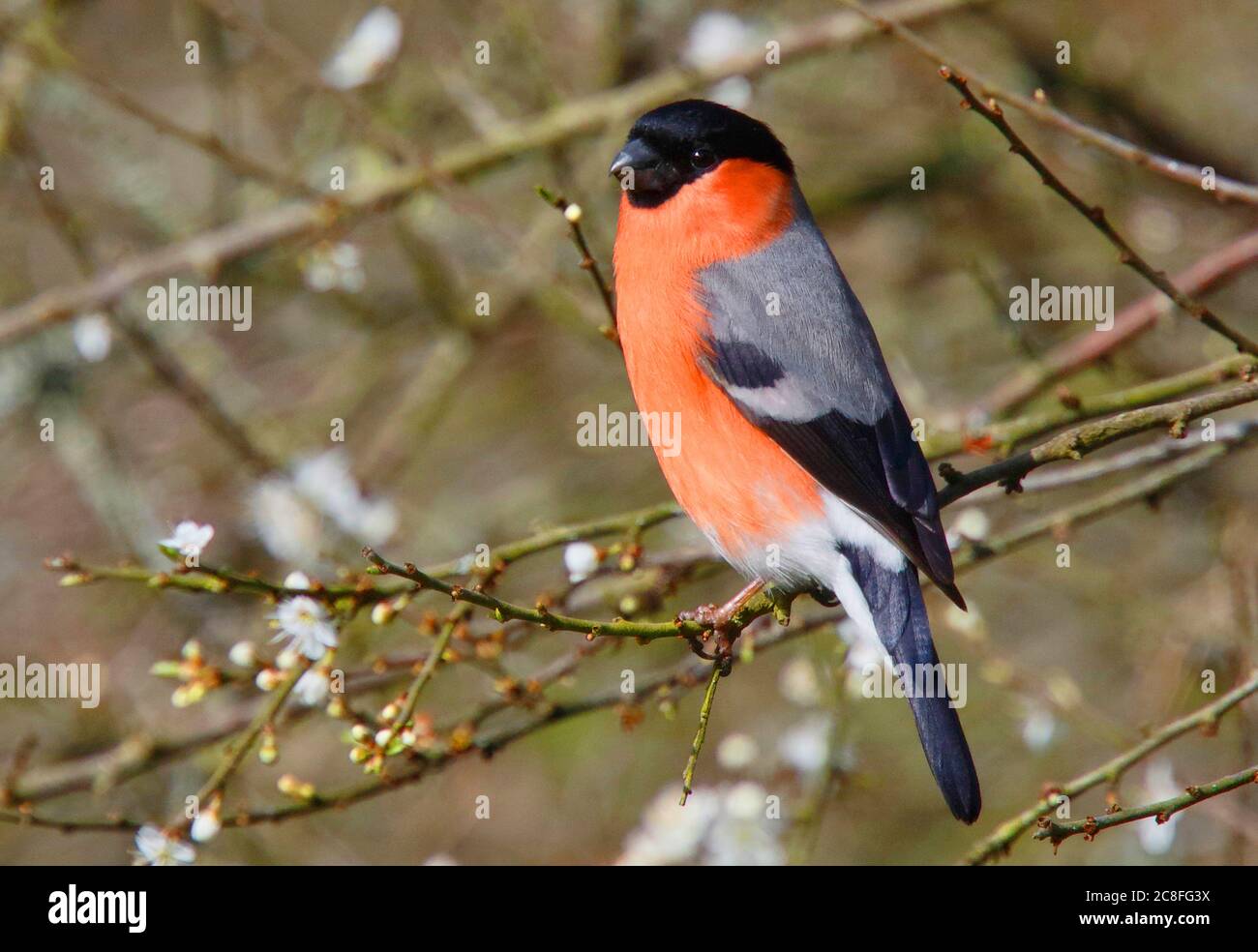 Bullfinch, bullfinch eurasiatico (Pyrhula pyrhula pileata), maschio su una filiale, Regno Unito, Inghilterra, Glamorgan Foto Stock