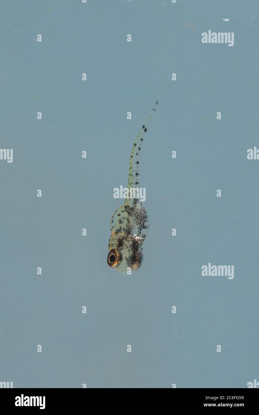Pesce paradiso nero, pesce paradiso nero (Macropodus ocellatus), larva 4mm Foto Stock
