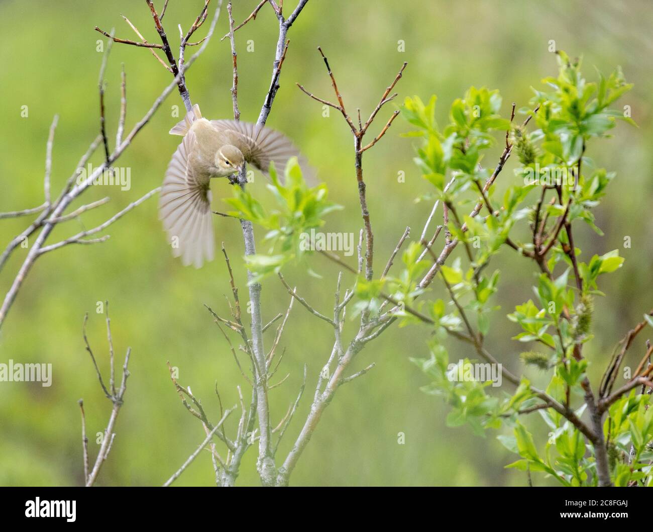 artico guerriera (Phylloscopus borealis), decollo da un piccolo albero, Stati Uniti, Alaska Foto Stock