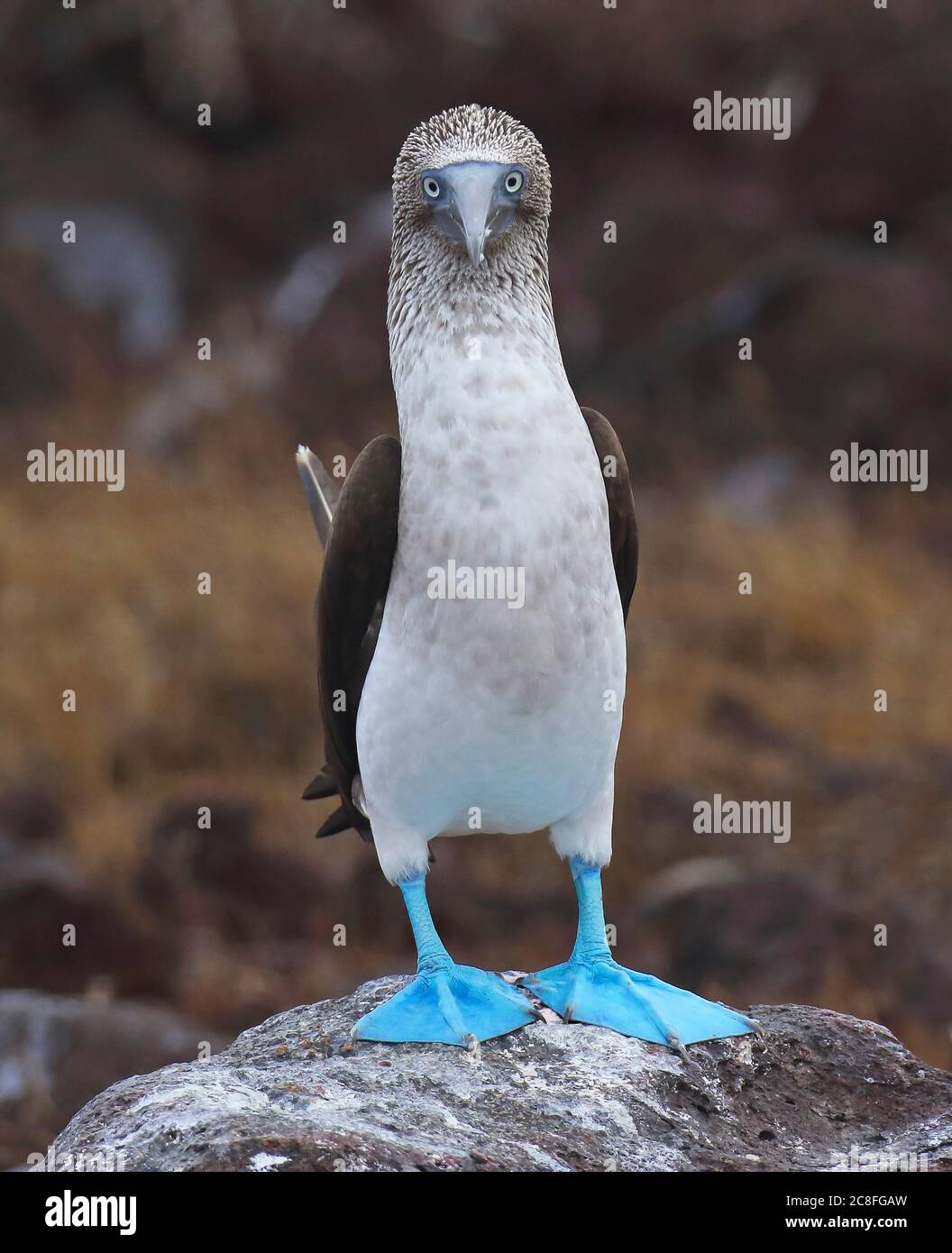 Booby a piedi blu (Sula nebouxii), maschio in piedi su una roccia che fissa direttamente nella macchina fotografica, Ecuador, Isole Galapagos Foto Stock