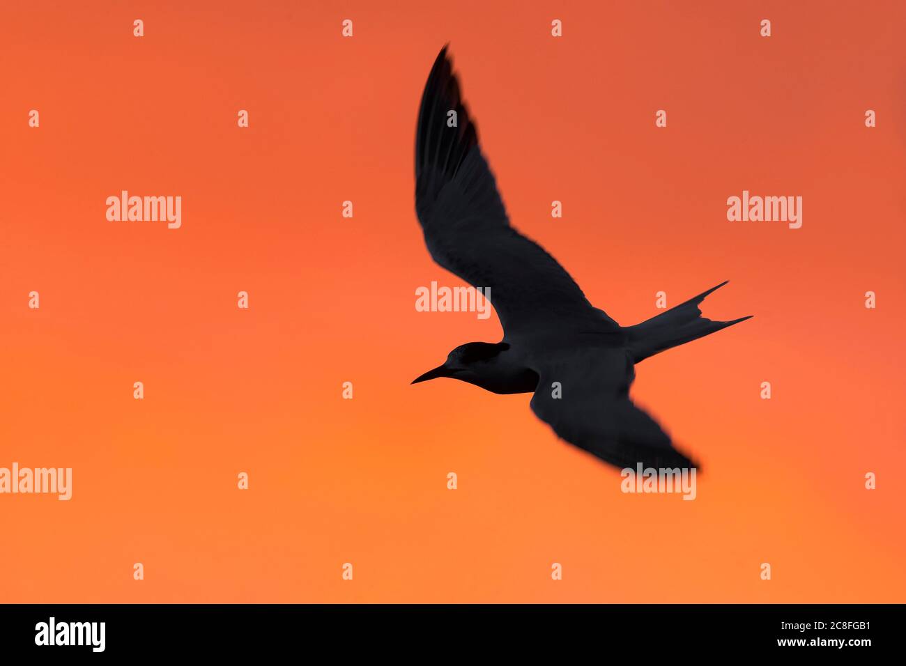 Terna comune (Sterna hirundo), in volo contro un cielo stordimento di colore arancione mattina, Azzorre Foto Stock