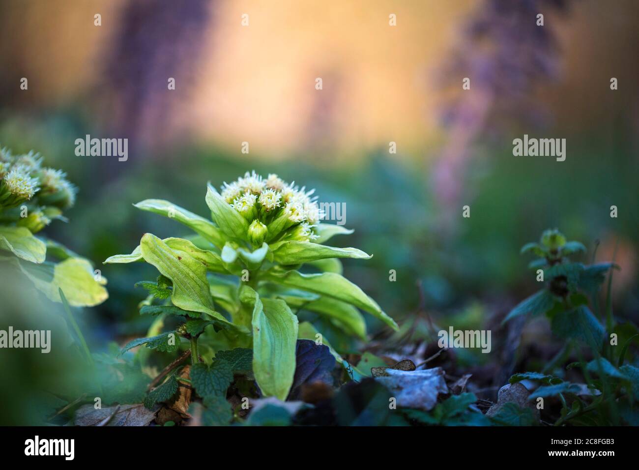 Butterbur gigante, burro giapponese-bur (Petasites japonicus), fioritura, Paesi Bassi Foto Stock