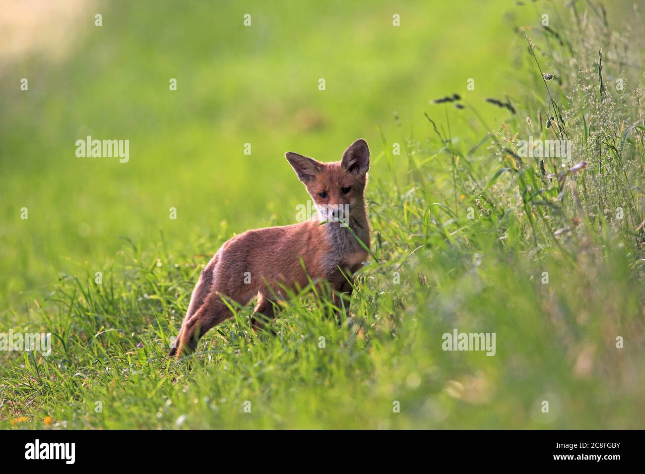 Volpe rossa (Vulpes vulpes), puppia volpe in piedi in un prato, Germania, Sassonia Foto Stock