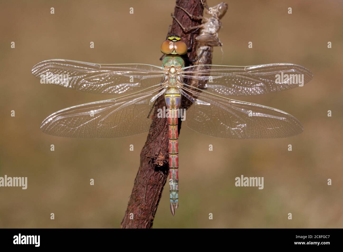 Vagante imperatore dragonfly, imperatore Vagrante (Anax ephippiger, Hemianax ephippiger), femmina arroccato su un bastone e pronto per il suo primo volo da nubile, Paesi Bassi, Noord-Brabant Foto Stock