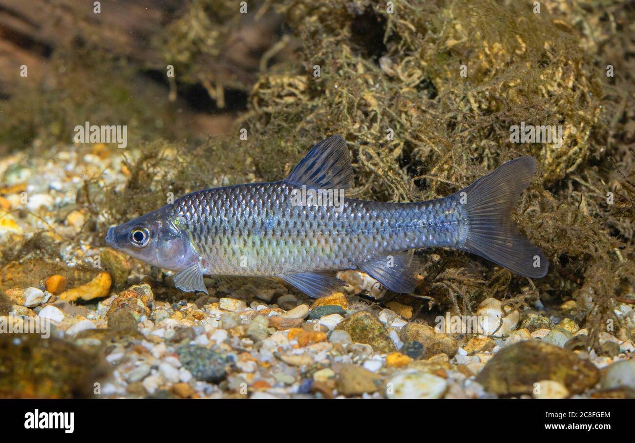 Moroko in pietra, gudgeon Topmouth (Pseudorasbora parva), nuoto Foto Stock
