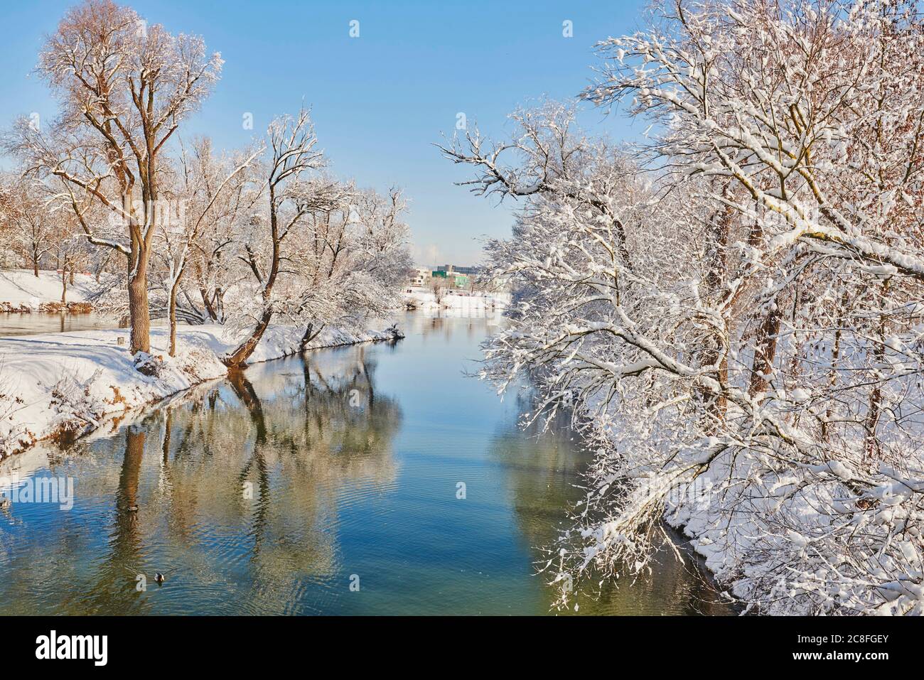 Danubio con alberi innevati in inverno, Germania, Baviera, Ratisbon Foto Stock