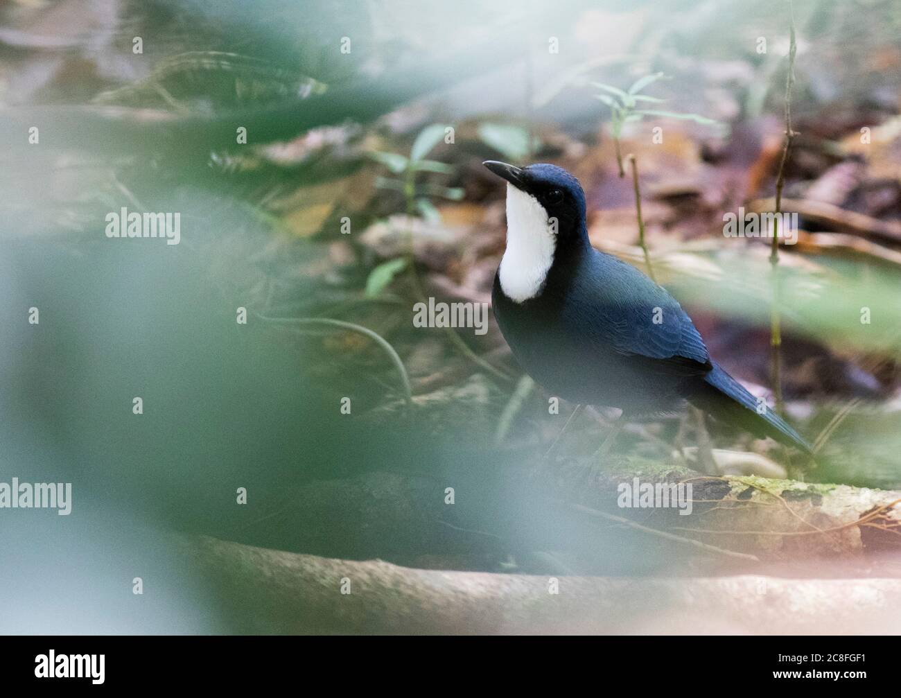 Babbler ferroviario di Lowland, Blue Jewel-Babbler (Ptilorrhoa caerulescens), adulto Blue Jewel-Babbler in piedi sul terreno nella foresta pluviale, Papua Nuova Guinea Foto Stock