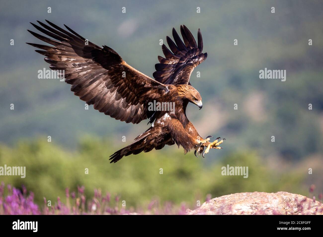 Aquila orlata (Aquila chrysaetos), atterraggio su un masso, vista laterale, Spagna Foto Stock