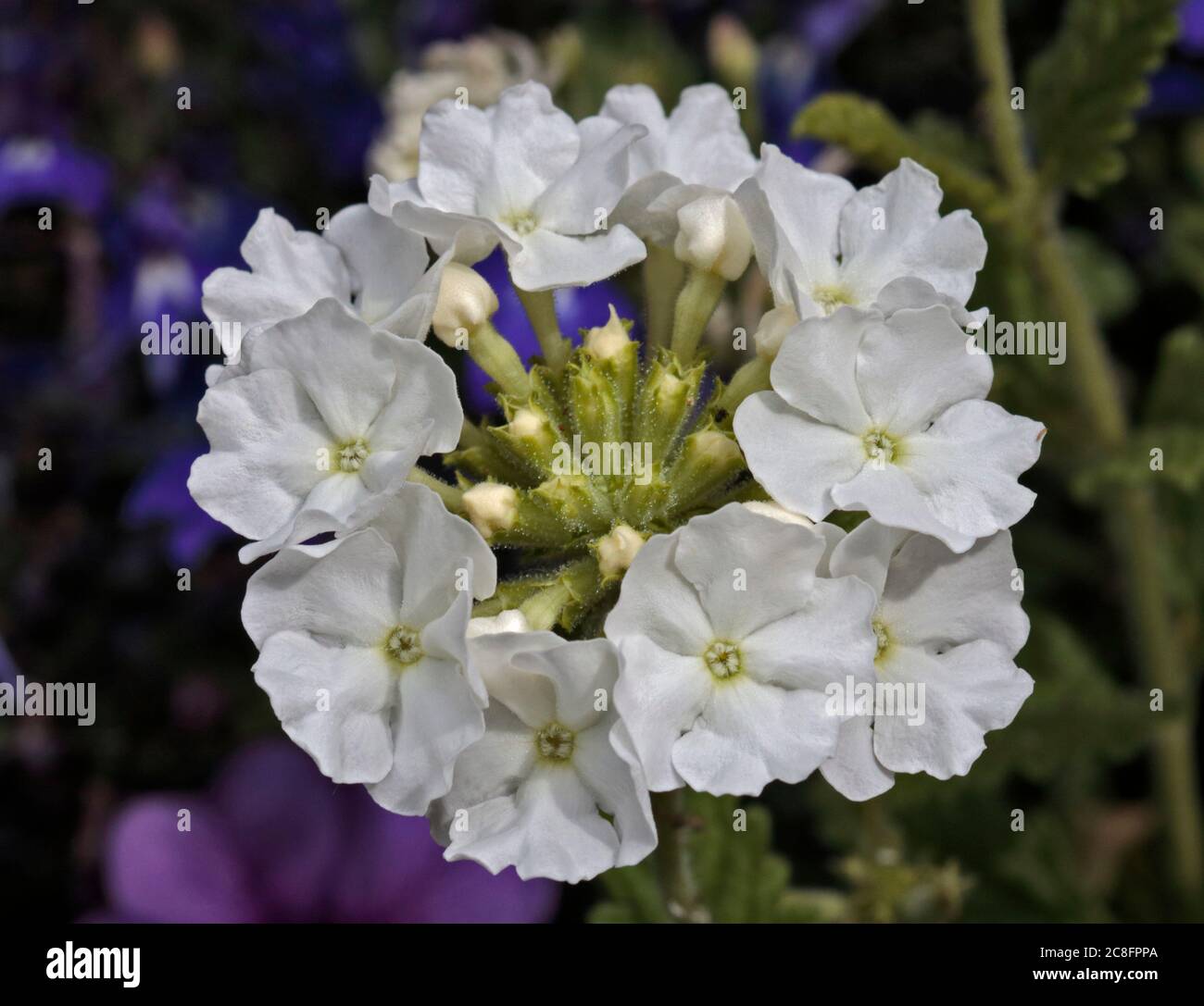 Bianco Verbena Foto Stock