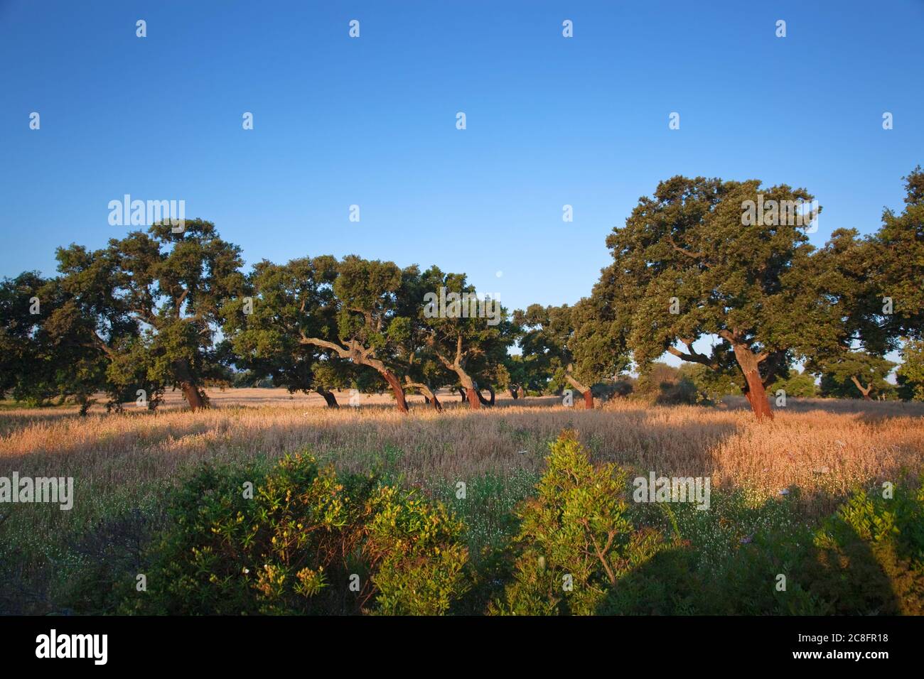 Geografia / viaggio, Italia, Sardegna, querce da sughero alla luce del mattino, Murta Maria, a Olbia, East Sard, Additional-Rights-Clearance-Info-Not-Available Foto Stock