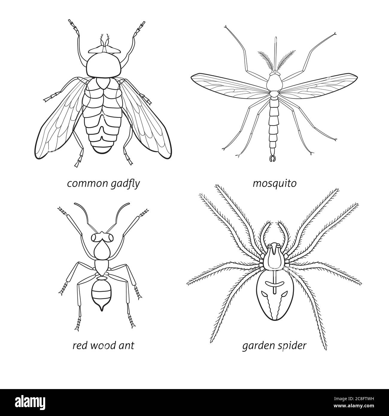 Set di insetti vettoriali disegnati a mano - gadget, zanzara, ragno, formica Illustrazione Vettoriale