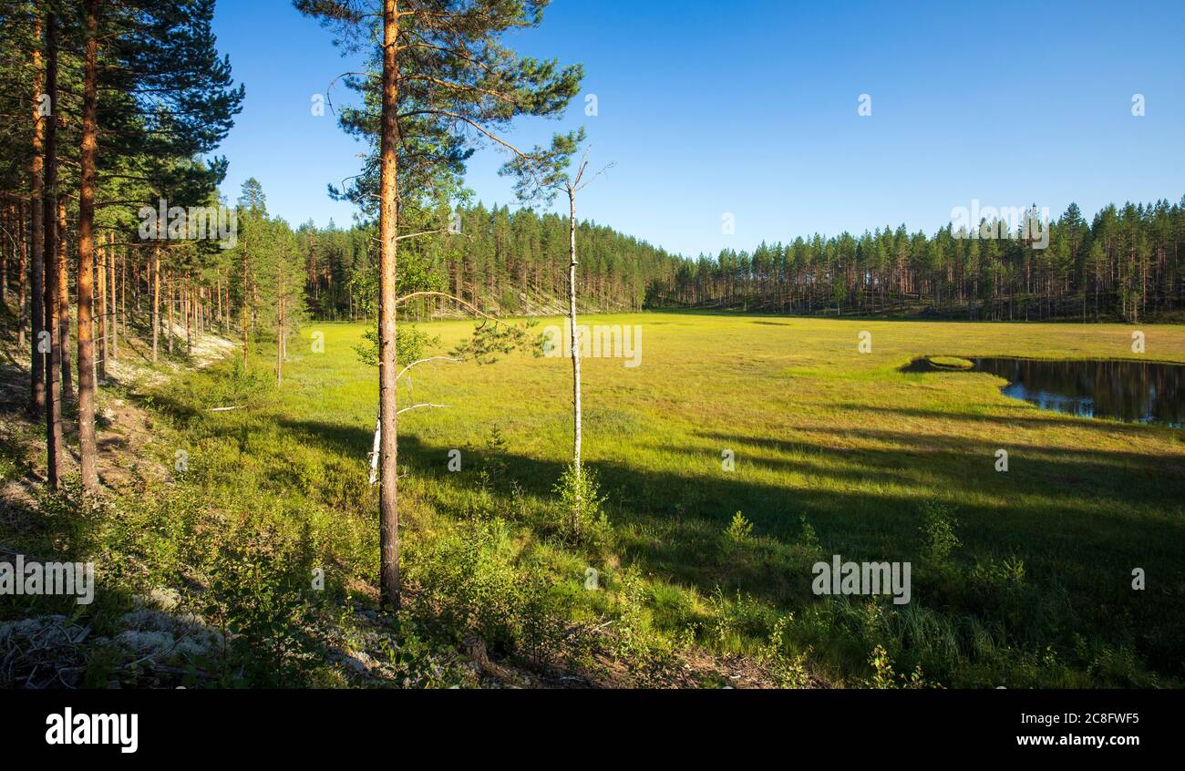 Eskers glaciali con alberi di pino in crescita ( Pinus Sylvestris ) e una piccola palude di lago in piena crescita nel mezzo di eskers foresta di taiga , Lintharju , Finlandia Foto Stock