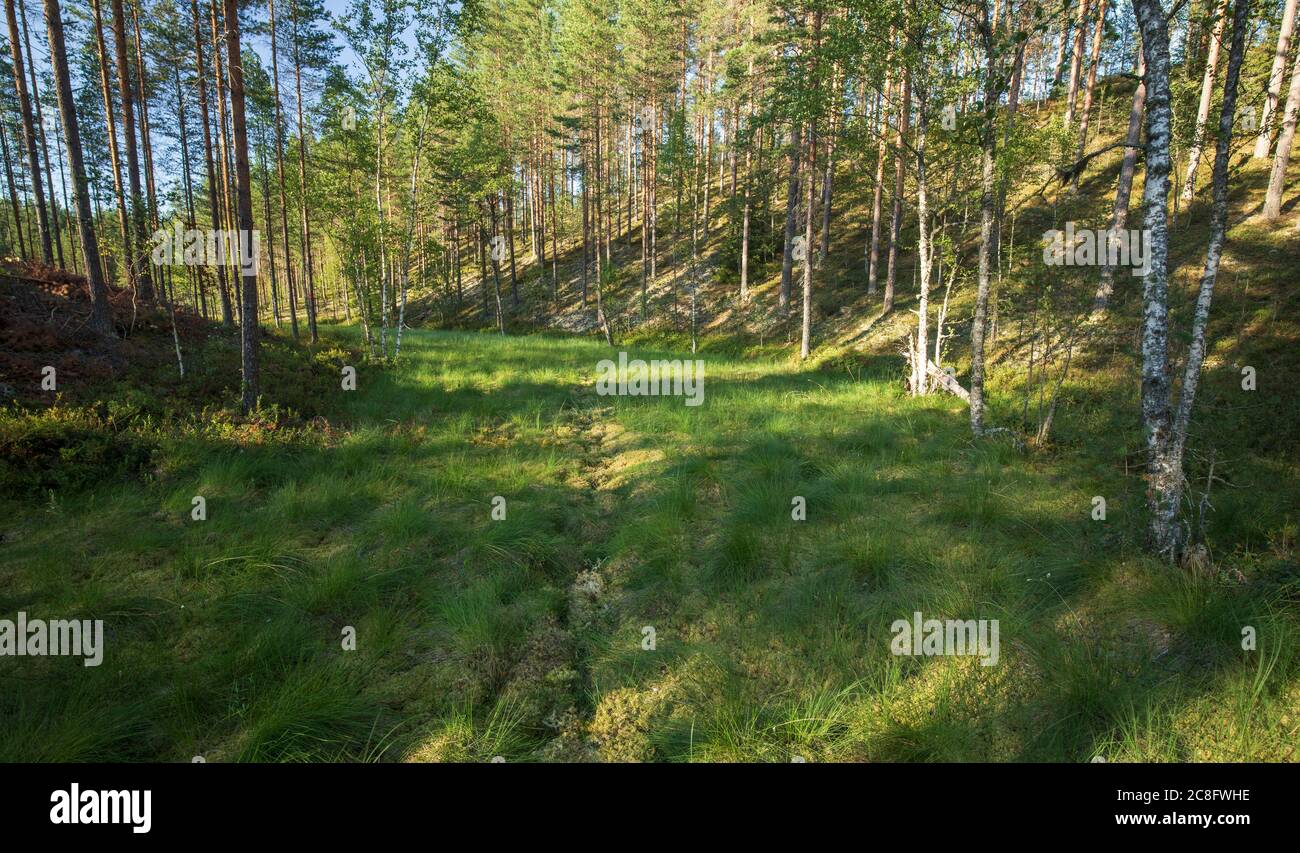 Pista europea di alci ( Alces Alces ) nella zona paludosa tra due colline a Summer , Finlandia Foto Stock
