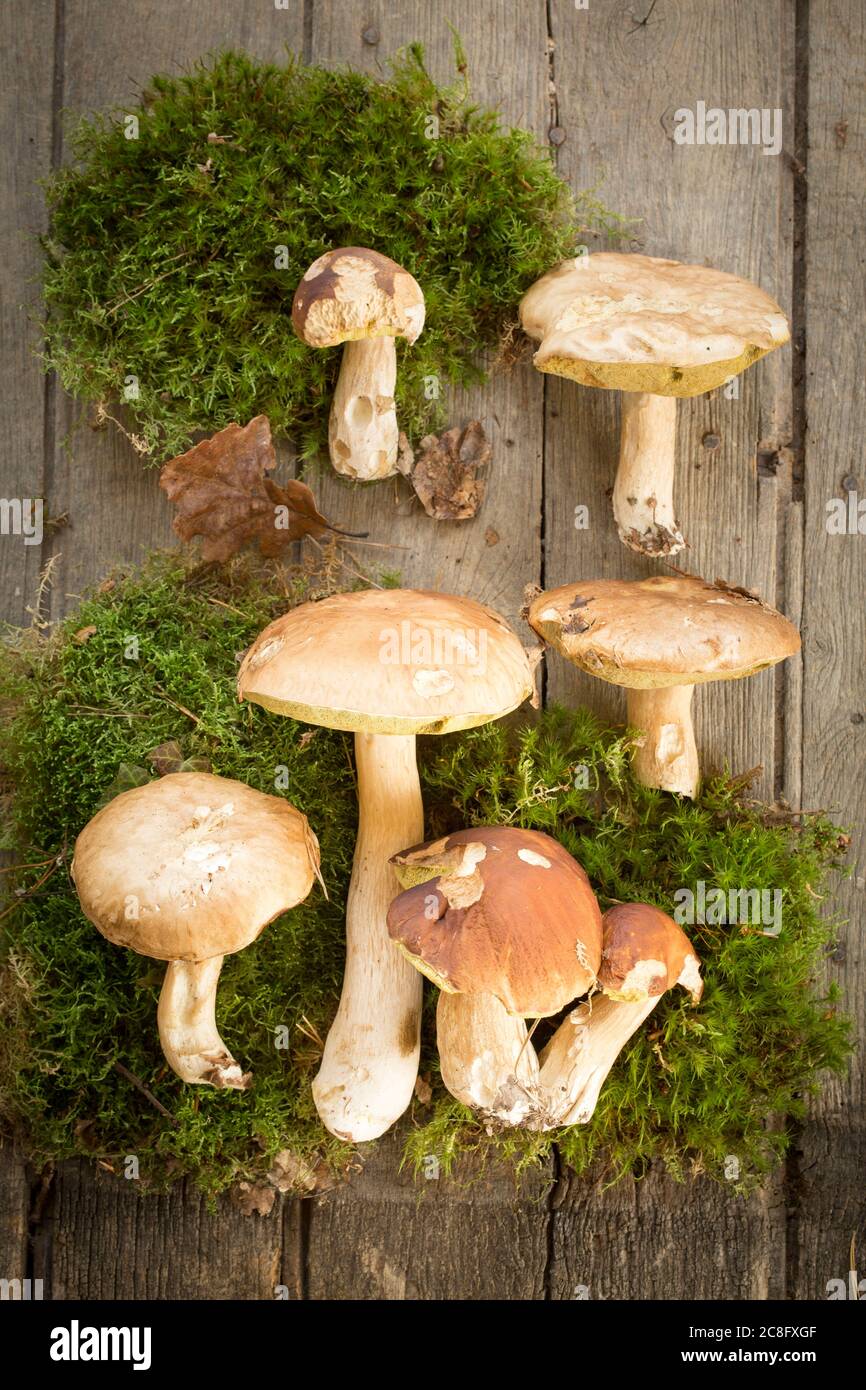 I diritti di Mushroom Still Life UK e Irish sono disponibili solo. Contattare l'ufficio per ottenere la cancellazione di ulteriori diritti. Foto Stock