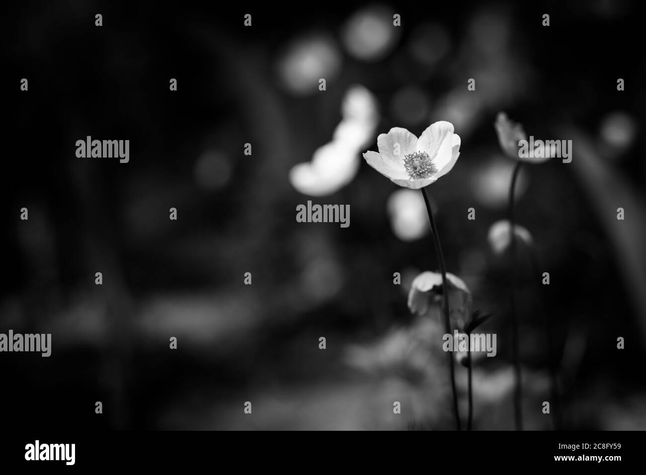 Sfondo floreale monocromatico, closeup natura drammatica. Scena floreale in bianco e nero. Fiori bianchi in fiore artistici Foto Stock