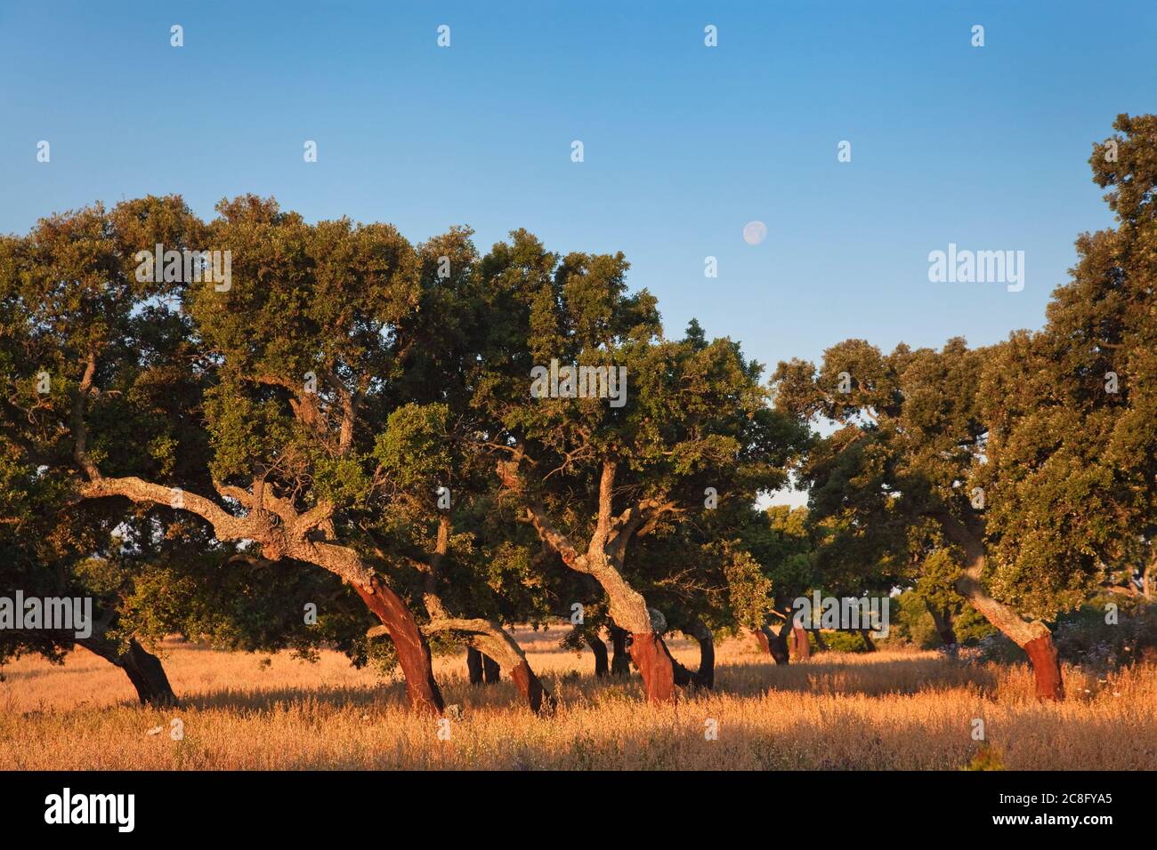Geografia / viaggio, Italia, Sardegna, querce da sughero alla luce del mattino, Murta Maria, a Olbia, East Sard, Additional-Rights-Clearance-Info-Not-Available Foto Stock