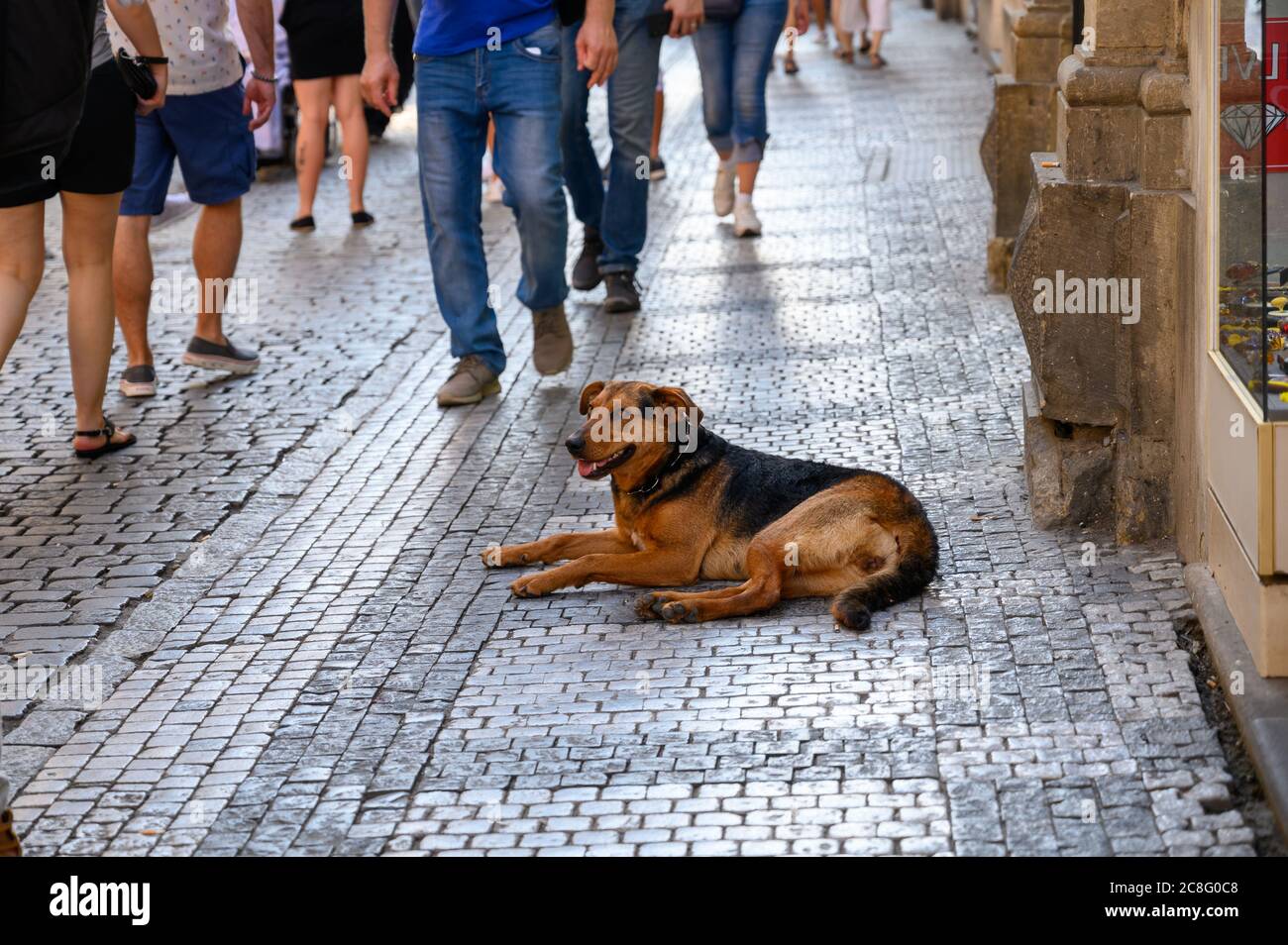 Un cane si stese su una strada acciottolata mentre i turisti passano. Foto Stock