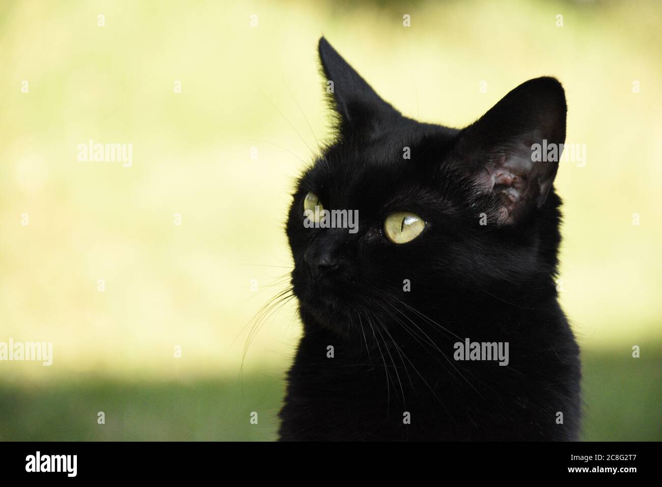 Gatto nero con gli occhi verdi Foto Stock