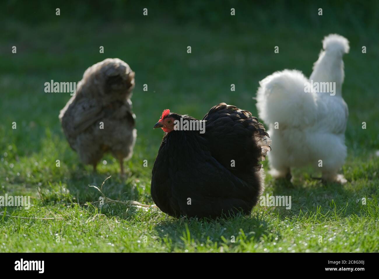 Tre polli di bantam dell'animale domestico, con un piccolo bantam nero del pekin il soggetto principale. La schiena è illuminata dalla luce del sole su un prato verde corto. Foto Stock