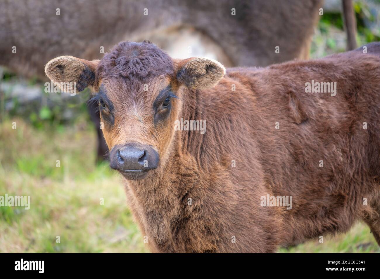 Mucche e polpacci su campi verdi freschi a Connemara in Irlanda Foto Stock
