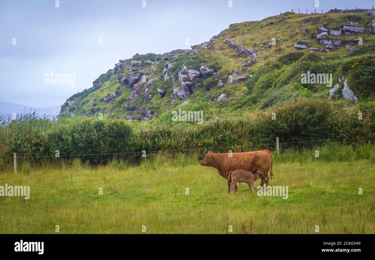 Mucche e polpacci su campi verdi freschi a Connemara in Irlanda Foto Stock