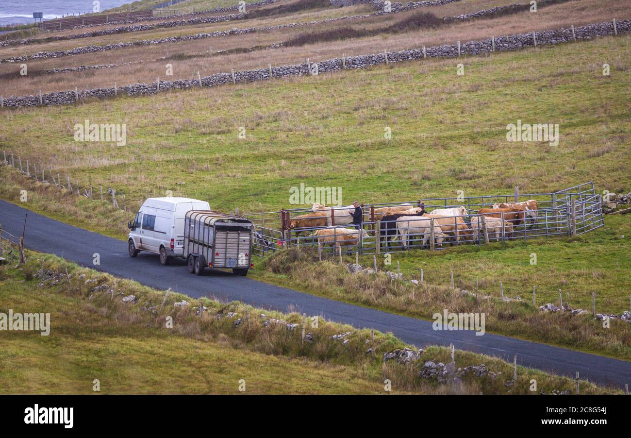Mucche e polpacci su campi verdi freschi a Connemara in Irlanda Foto Stock