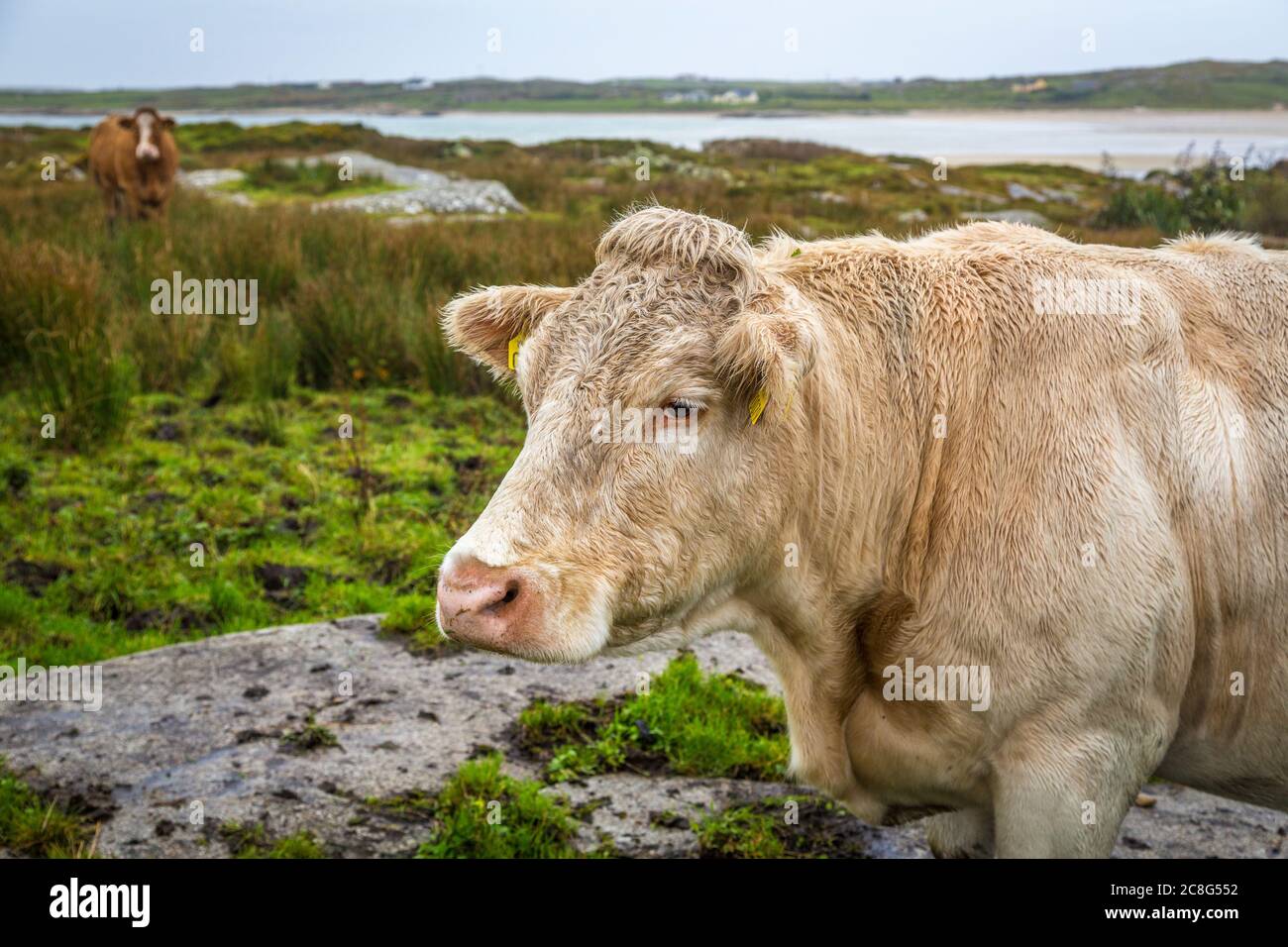 Mucche e polpacci su campi verdi freschi a Connemara in Irlanda Foto Stock