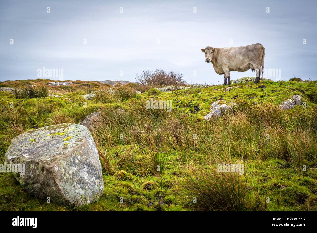 Mucche e polpacci su campi verdi freschi a Connemara in Irlanda Foto Stock