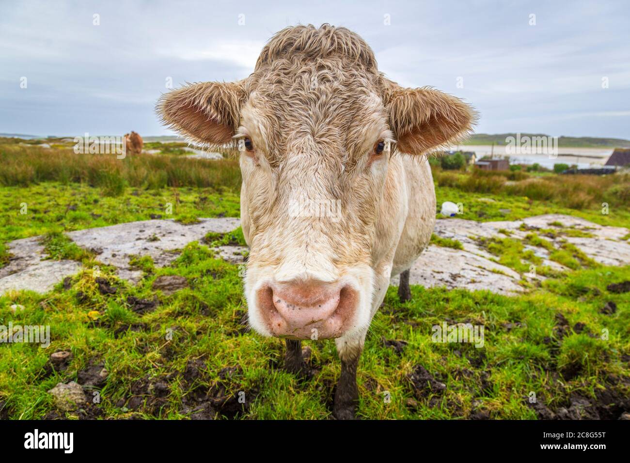 Mucche e polpacci su campi verdi freschi a Connemara in Irlanda Foto Stock