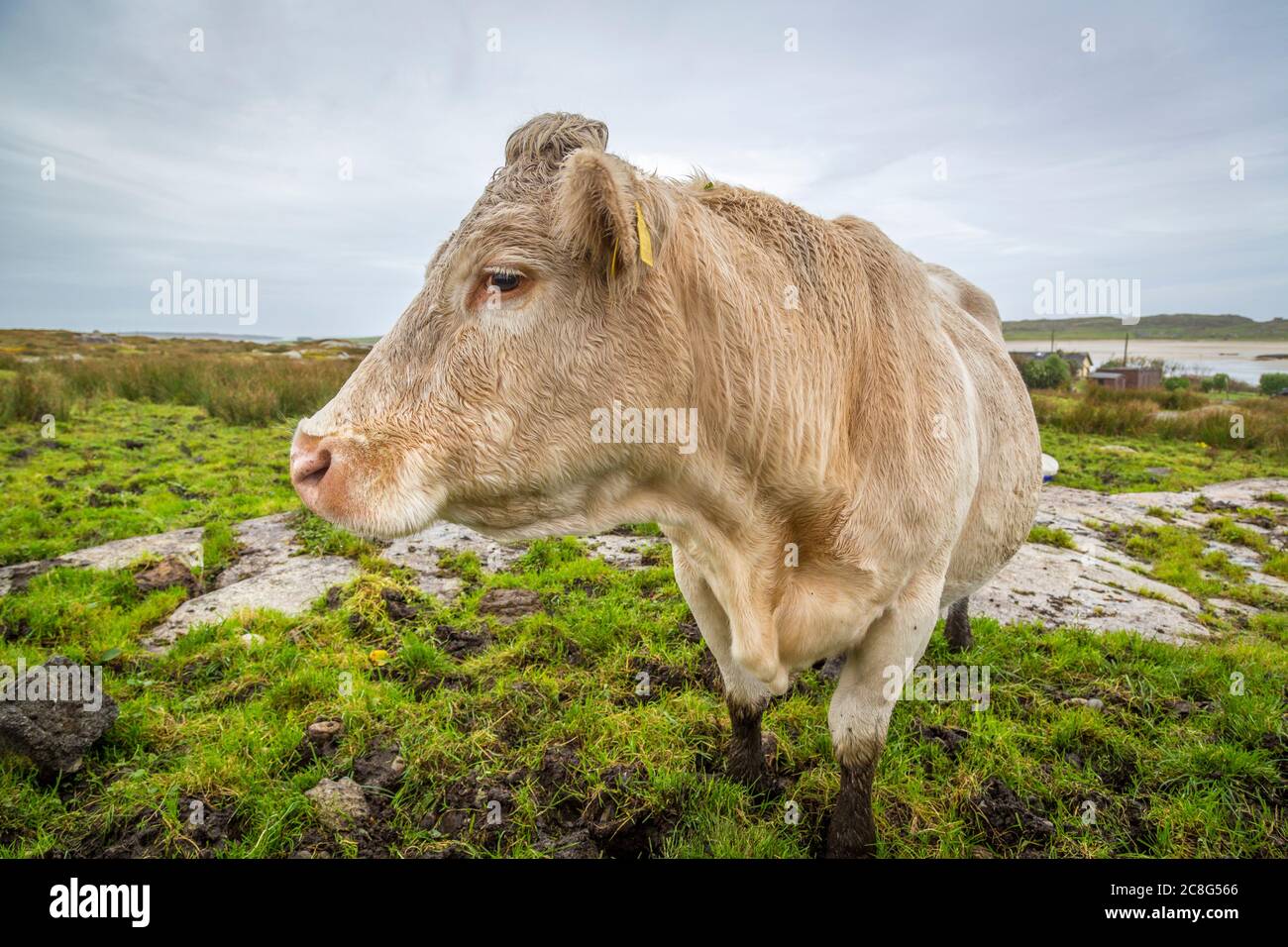 Mucche e polpacci su campi verdi freschi a Connemara in Irlanda Foto Stock