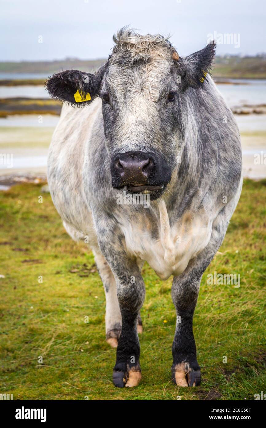 Mucche e polpacci su campi verdi freschi a Connemara in Irlanda Foto Stock